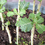 Collards I brought in from outside