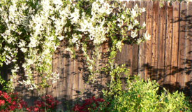 sunshine hits my garden fence all year long