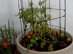Solatube light on my tomatoes seemed dim