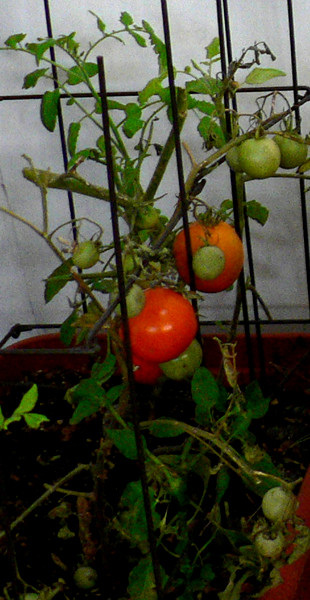 Tomato plant I brought in about a month ago when overnight temperature was freezing. Photo taken 11/8 2013