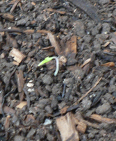 Tomato Lizzano ~ seedling emerged for New Years Day