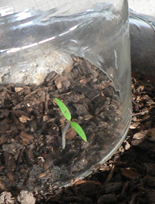 Tomato Lizzano seedling under glass dome from cheese board